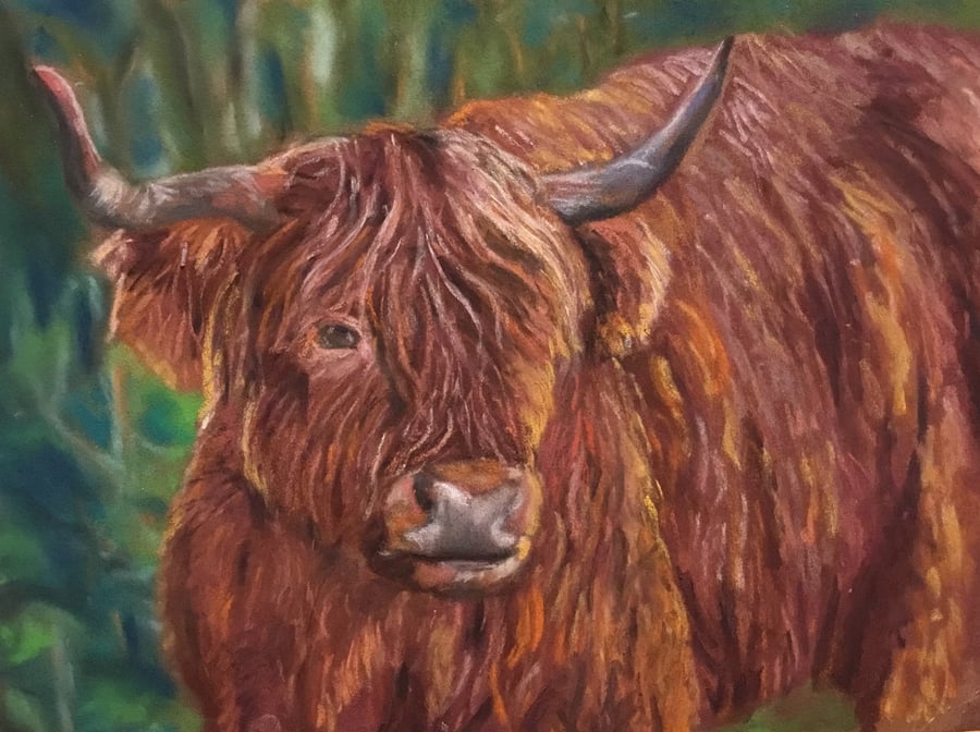 Shaggy Highland Cow giclee print from a painting by artist Janet Bird