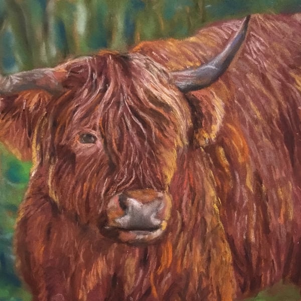 Shaggy Highland Cow giclee print from a painting by artist Janet Bird