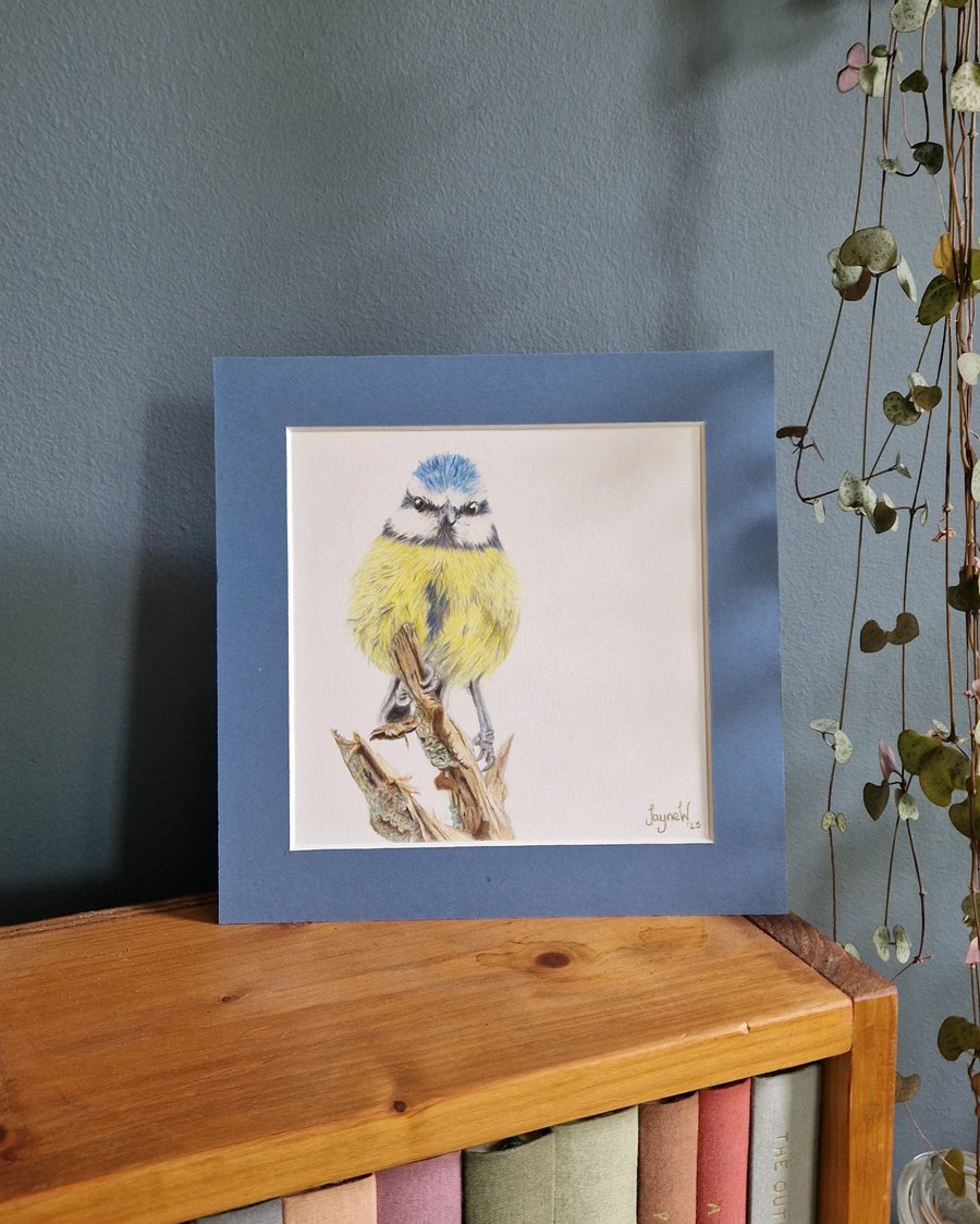 Bluetit - Original Coloured Pencil Drawing