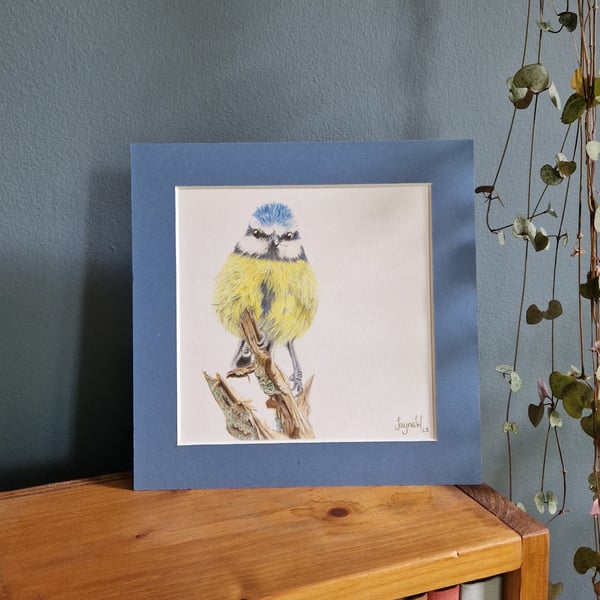 Bluetit - Original Coloured Pencil Drawing