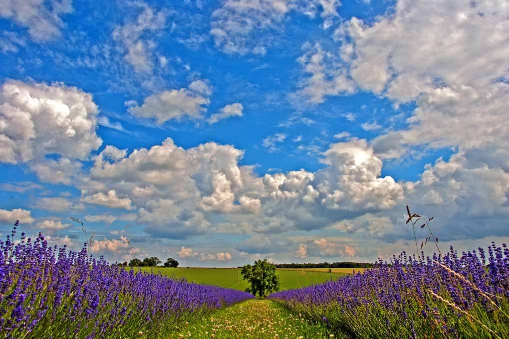 Lavender Field Purple Flowers Cotswolds UK Photograph Print