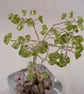 Peridot Gemstone Tree. - Image 9