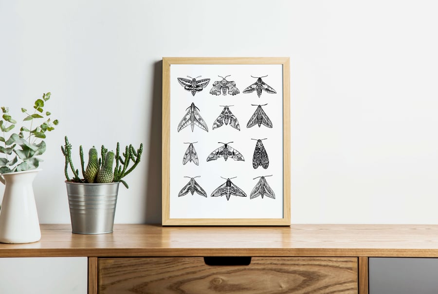 Hawk Moths A4 Art Print