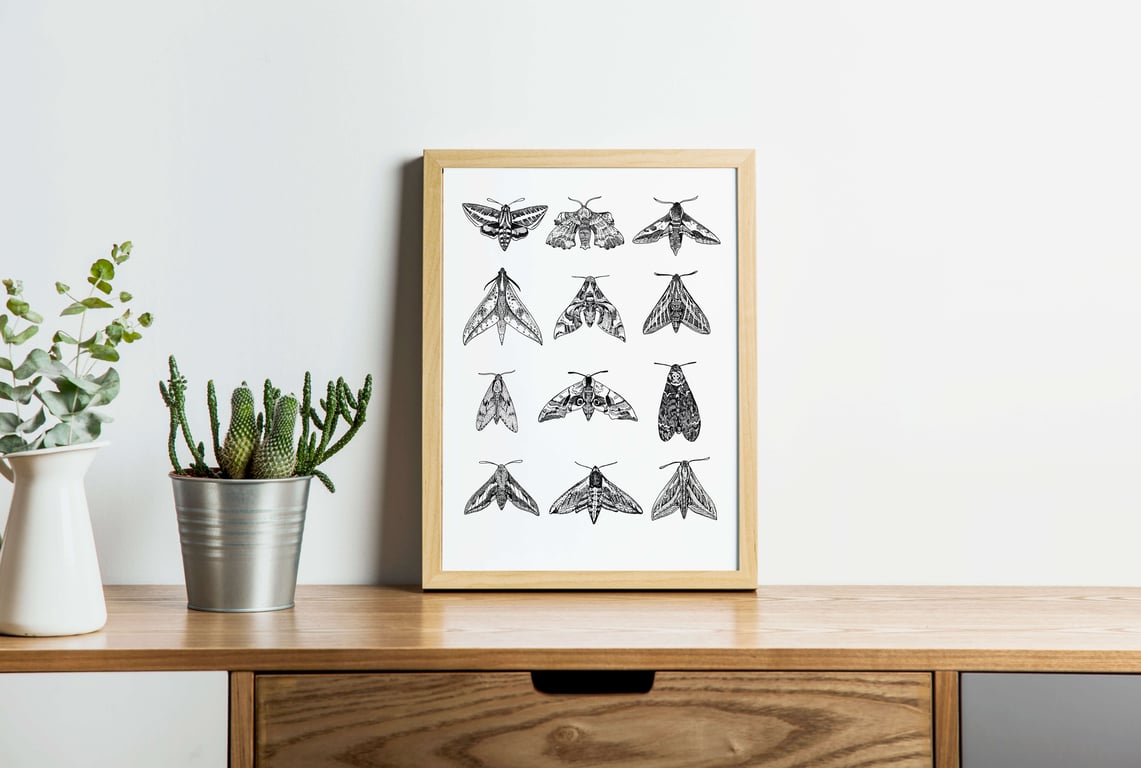 Hawk Moths A4 Art Print