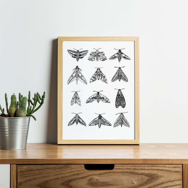 Hawk Moths A4 Art Print