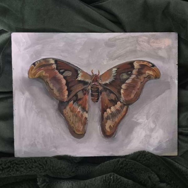 Atlas moth acrylic painting on wood