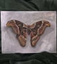 Atlas moth acrylic painting on wood
