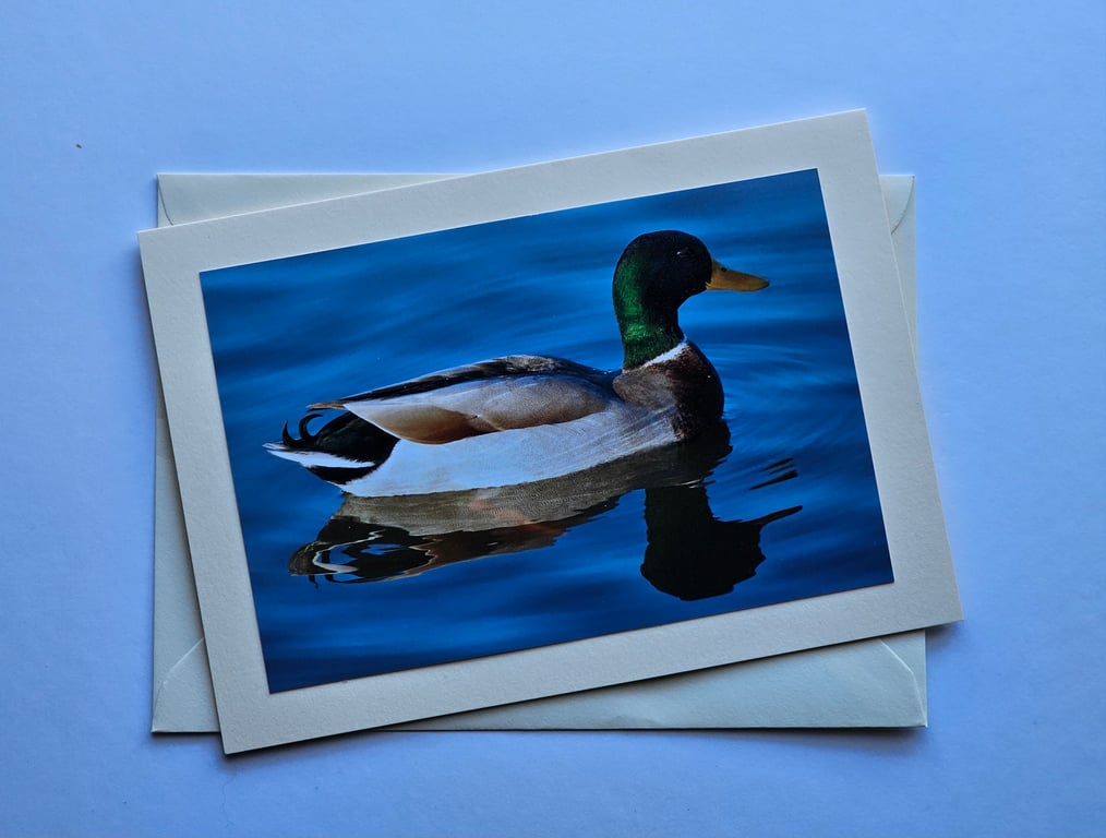 Mallard Duck Large Blank Photographic Card Size 7" x 5"