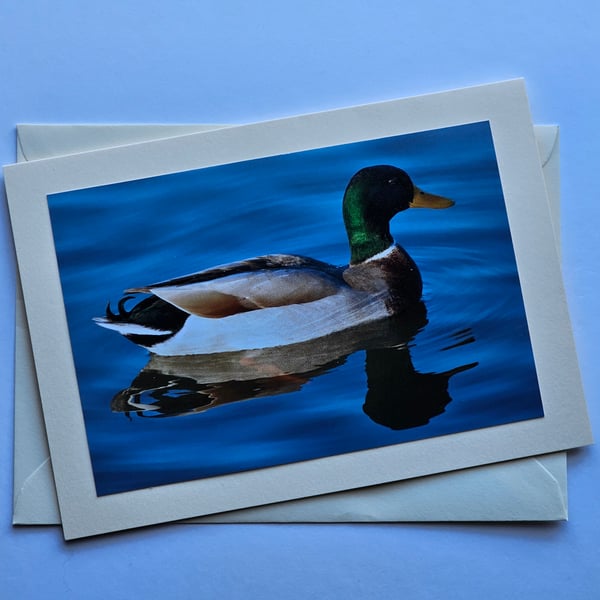 Mallard Duck Large Blank Photographic Card Size 7" x 5"