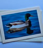 Mallard Large Photographic Card Size 7" x 5"