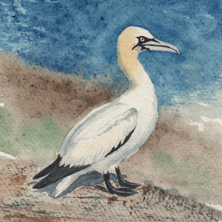 Gannet 1 Original Watercolour Painting