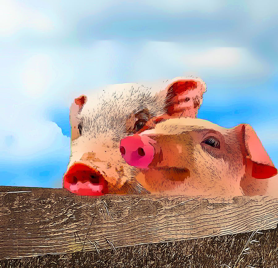 Pigs Leaning over Fence Greeting Card