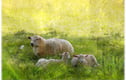 Out in the Countryside Wall Art