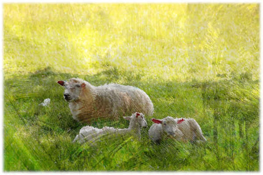 Spring Lambs in the Meadow - Country Farm Wall Art Print