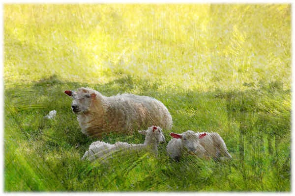 Spring Lambs in the Meadow - Country Farm Wall Art Print