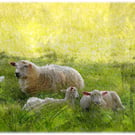 Spring Lambs in the Meadow - Country Farm Wall Art Print