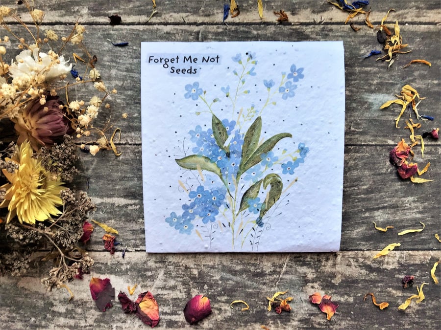 Pack of Forget Me Not Seeds, Illustrated nature inspired gifts