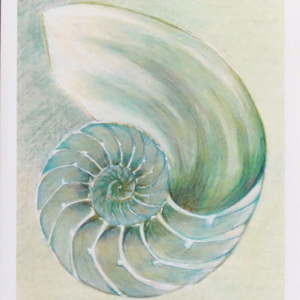 Chambered nautilus in green blank greeting card for any cellophane free