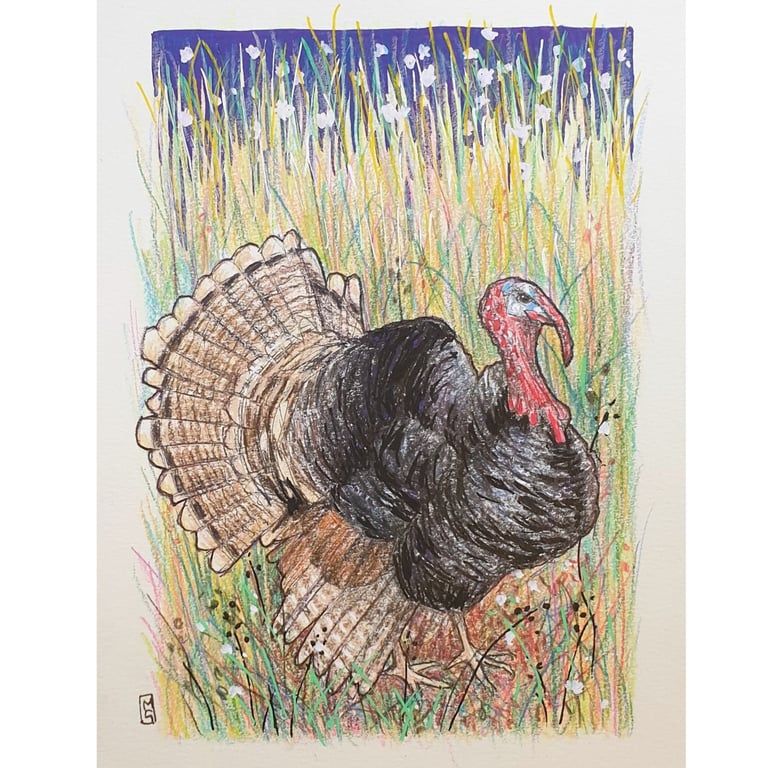 Wild Turkey, original bird drawing, small bird wall art