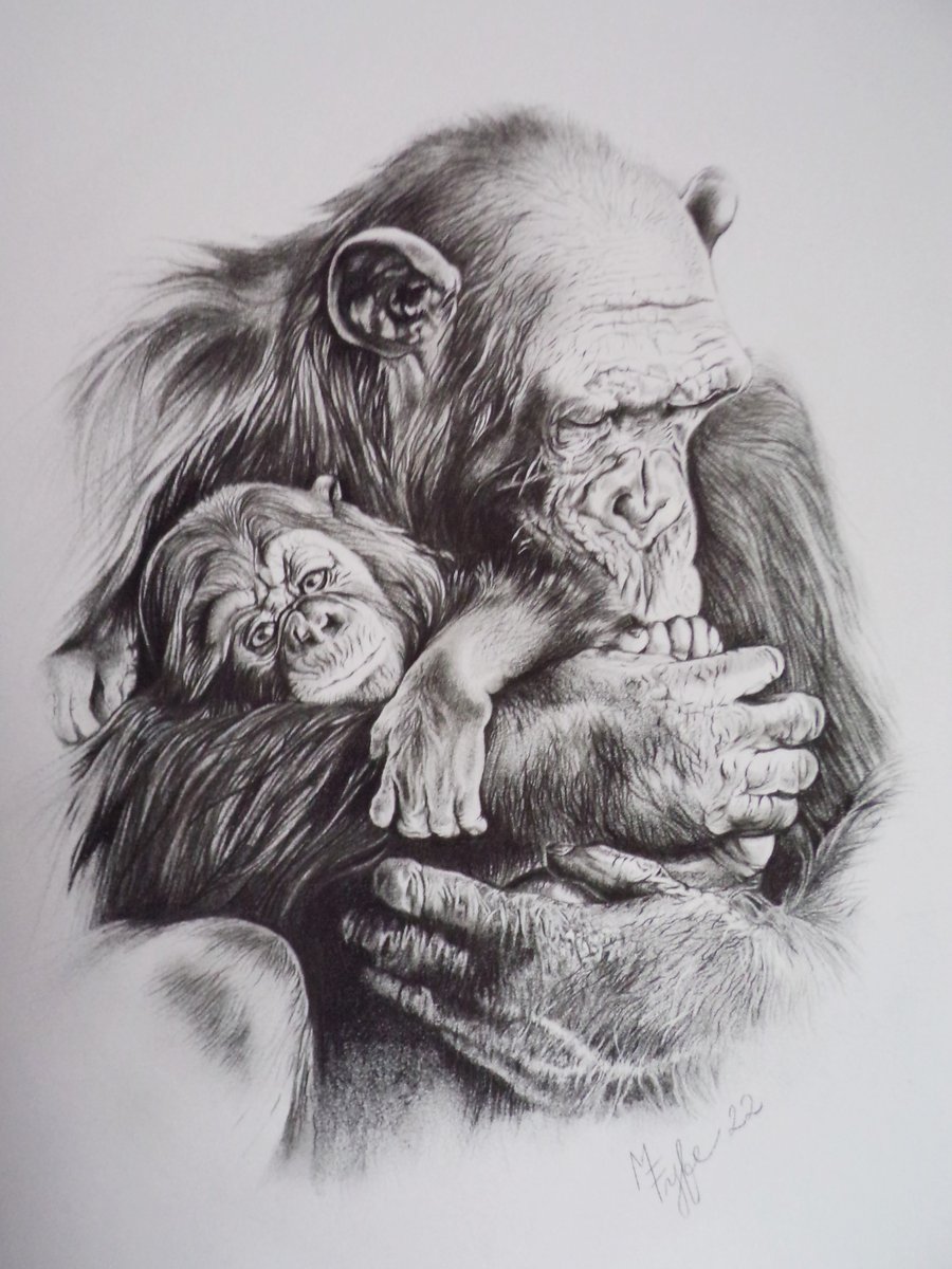 Giclee print of chimpanzee mum and baby