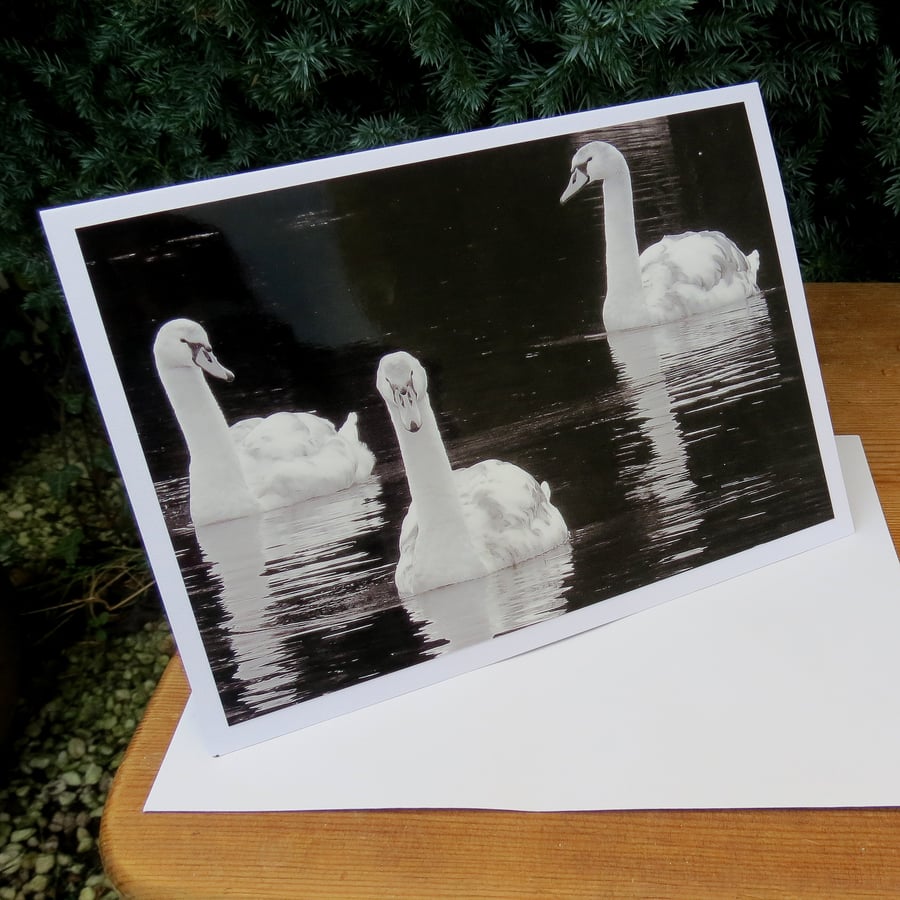 Juvenile swans.  A card left blank for your own message.