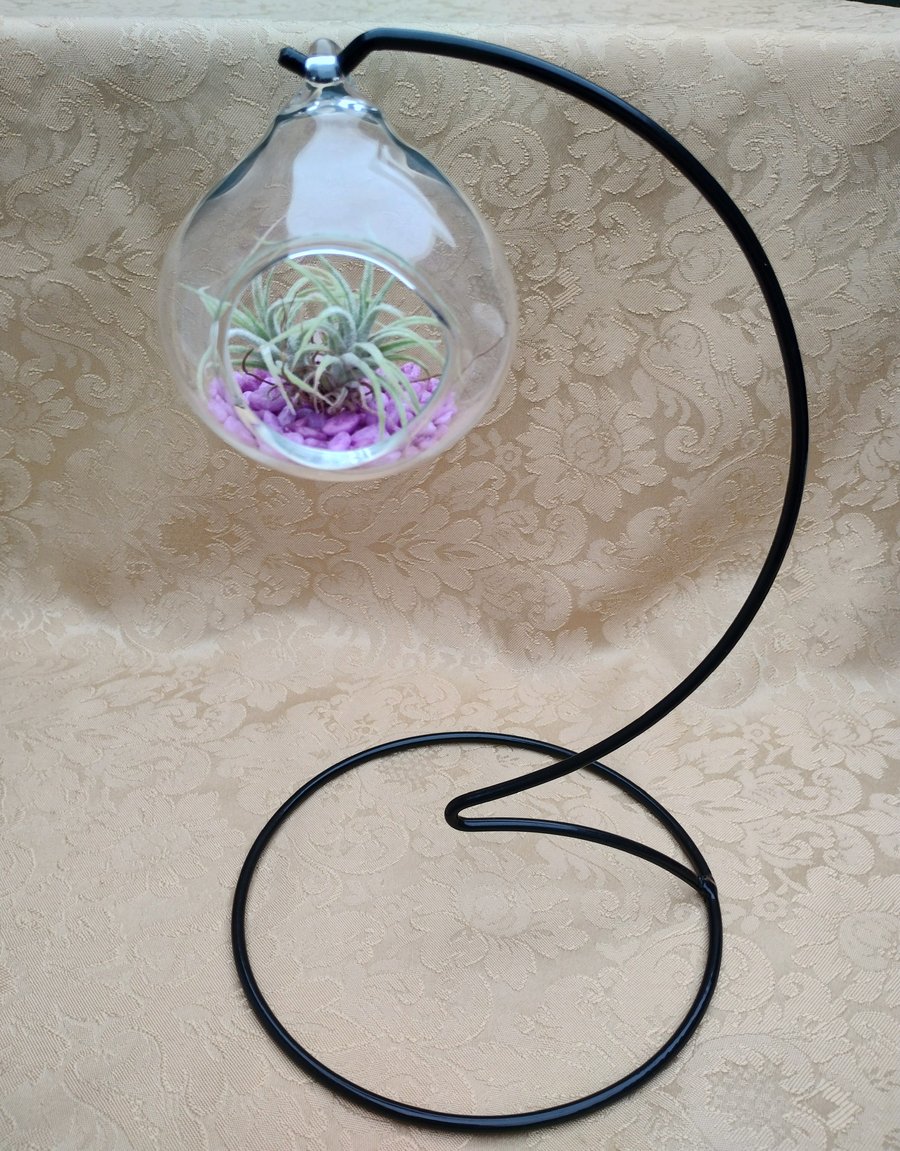 Round glass hanging terrarium