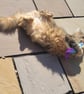 Catnip goldfish felt cat toy - Image 2