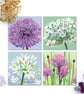 Allium Card Collection - pack of four cards, for gardeners