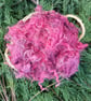 50g Raspberry Gotland Fleece