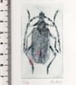 Original Mini Print Beetle  - Image 3