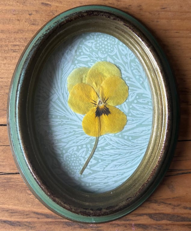 Real Pressed Flower Art in Small Oval Frame - Pansy Flower