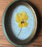 Pressed Pansy in Small Oval Frame