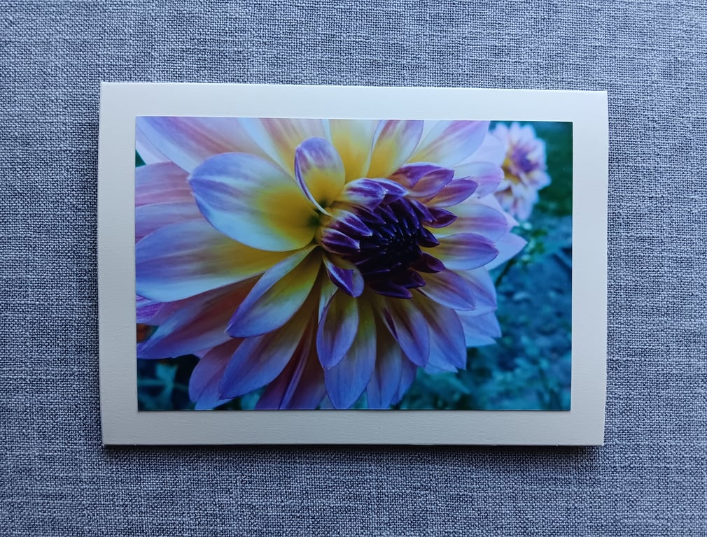 Dahlia Large Photographic Card 7" x 5" Blank
