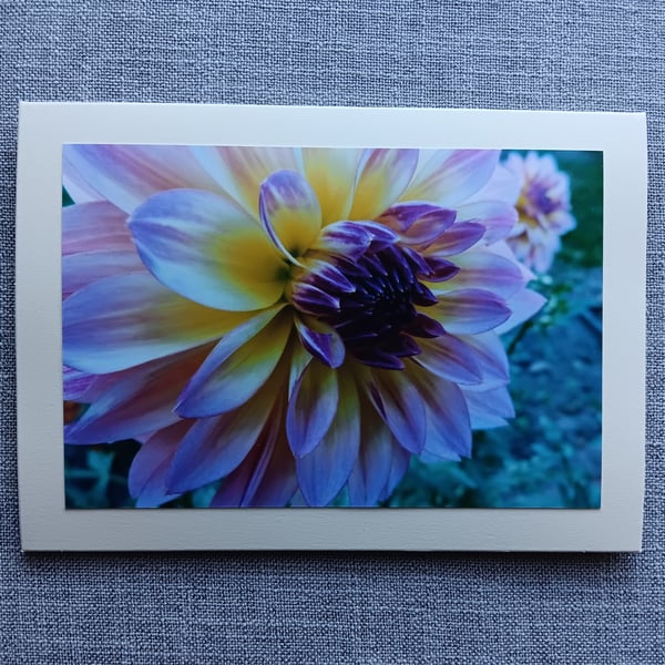Dahlia Large Photographic Card 7" x 5" Blank