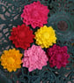Dahlia - Image 4