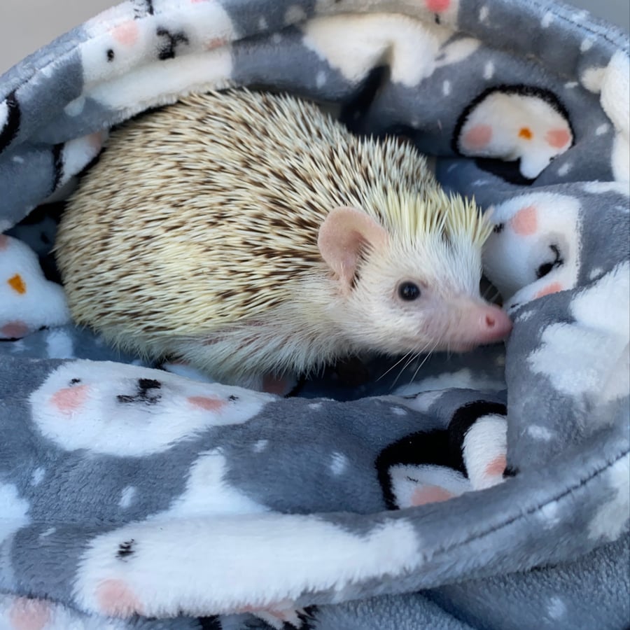 Winter animals cuddle fleece handling blankets for small pets. 