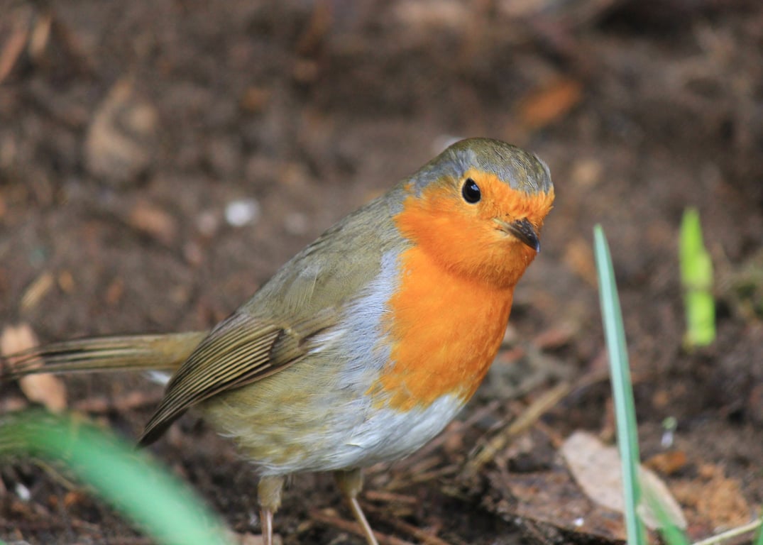 Garden Bird Greetings Card - Robin Photography - Blank inside.