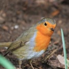 Garden Bird Greetings Card - Robin Photography - Blank inside.