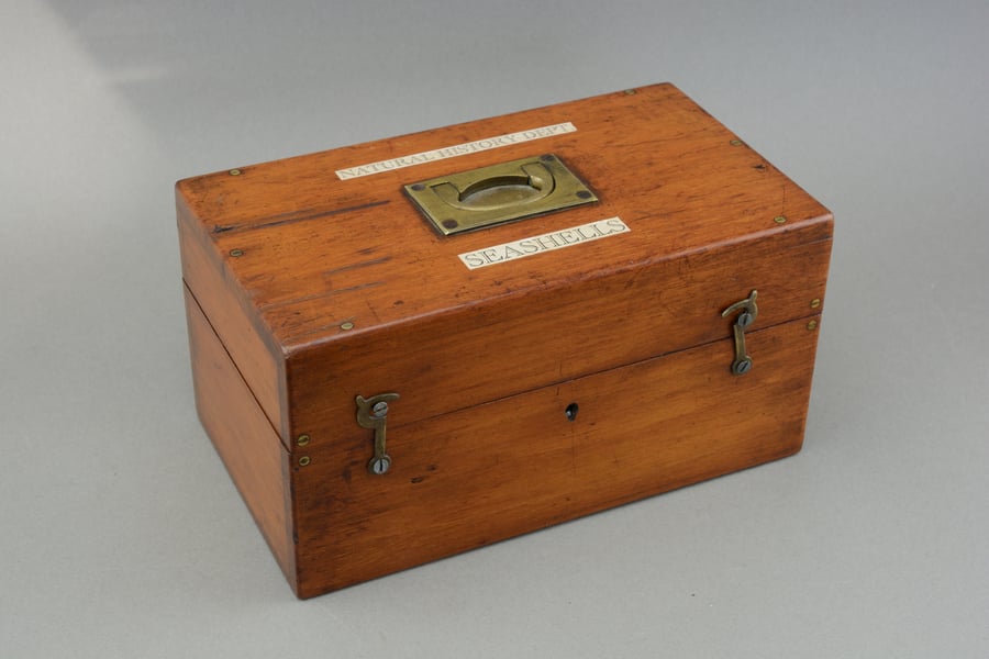 Antique Victorian inspired seashell collection in mahogany box