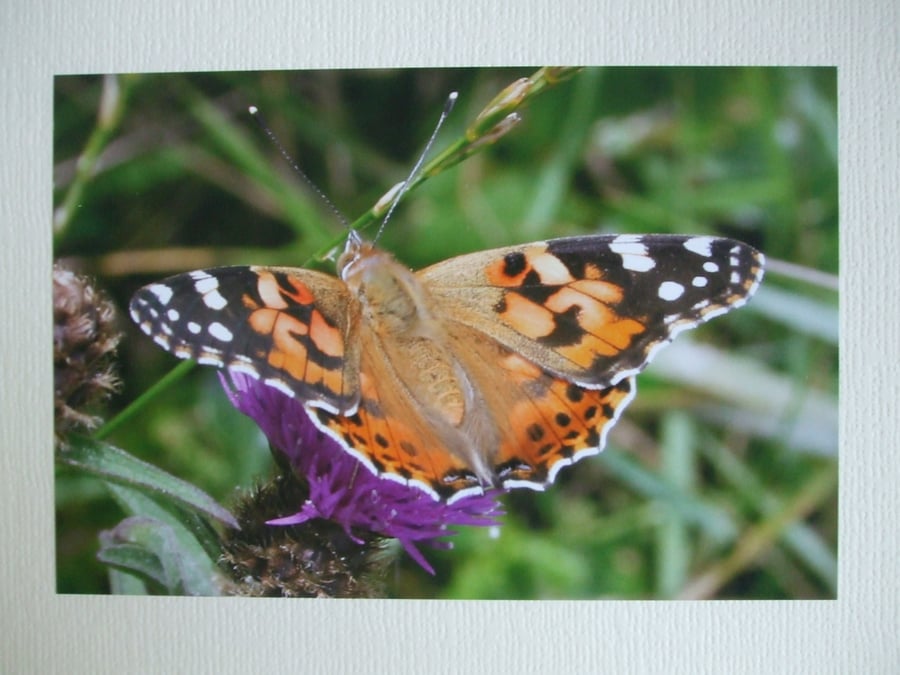 Photographic greetings card of a butterfly on a thistle