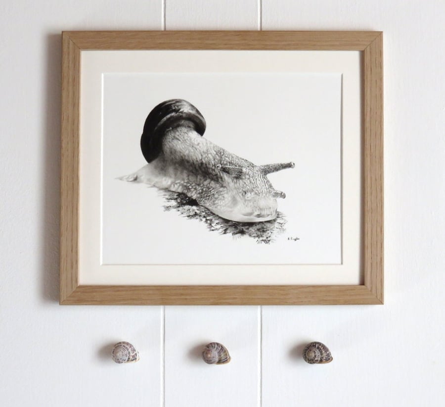 Charcoal pencil snail drawing, original framed wildlife art