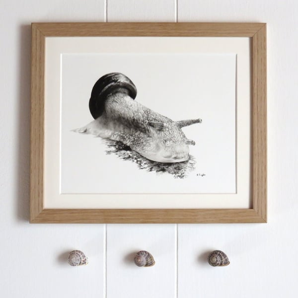 Charcoal pencil snail drawing, original framed wildlife art
