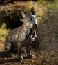 Sitting French Bulldog - Image 3
