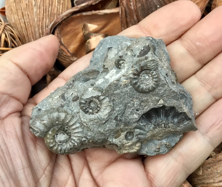 Multiple Crystalline Ammonite Display!  Fossil Specimen Collectable or Prop.
