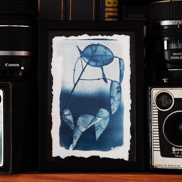 Botanical Cyanotype Photo Print in 12 x 17cm frame. O.O.A.K