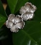 Rockrose hand made Silver Earstuds - Image 1