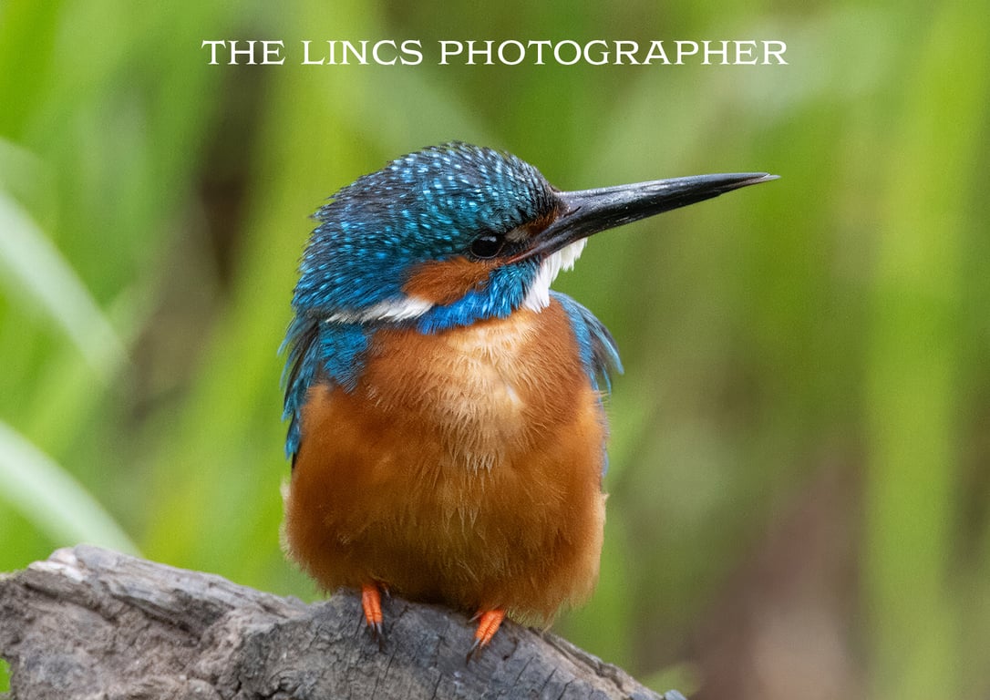 Kingfisher print (Limited edition of 10)