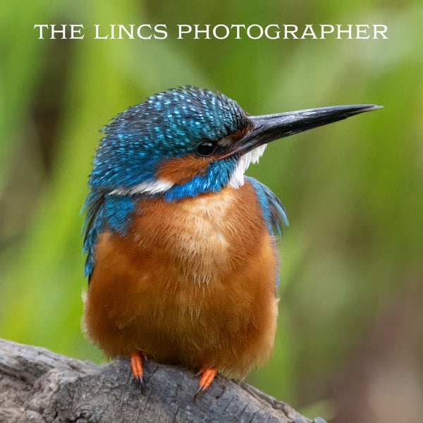 Kingfisher print (Limited edition of 10)