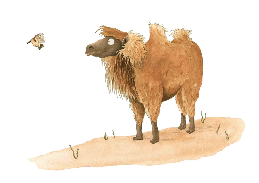 'Marvin the Camel II' Print Large