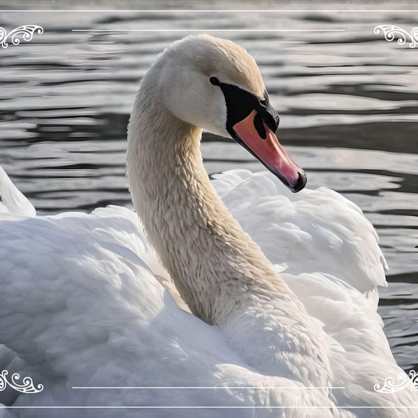 Adult Swan Greeting Card A5